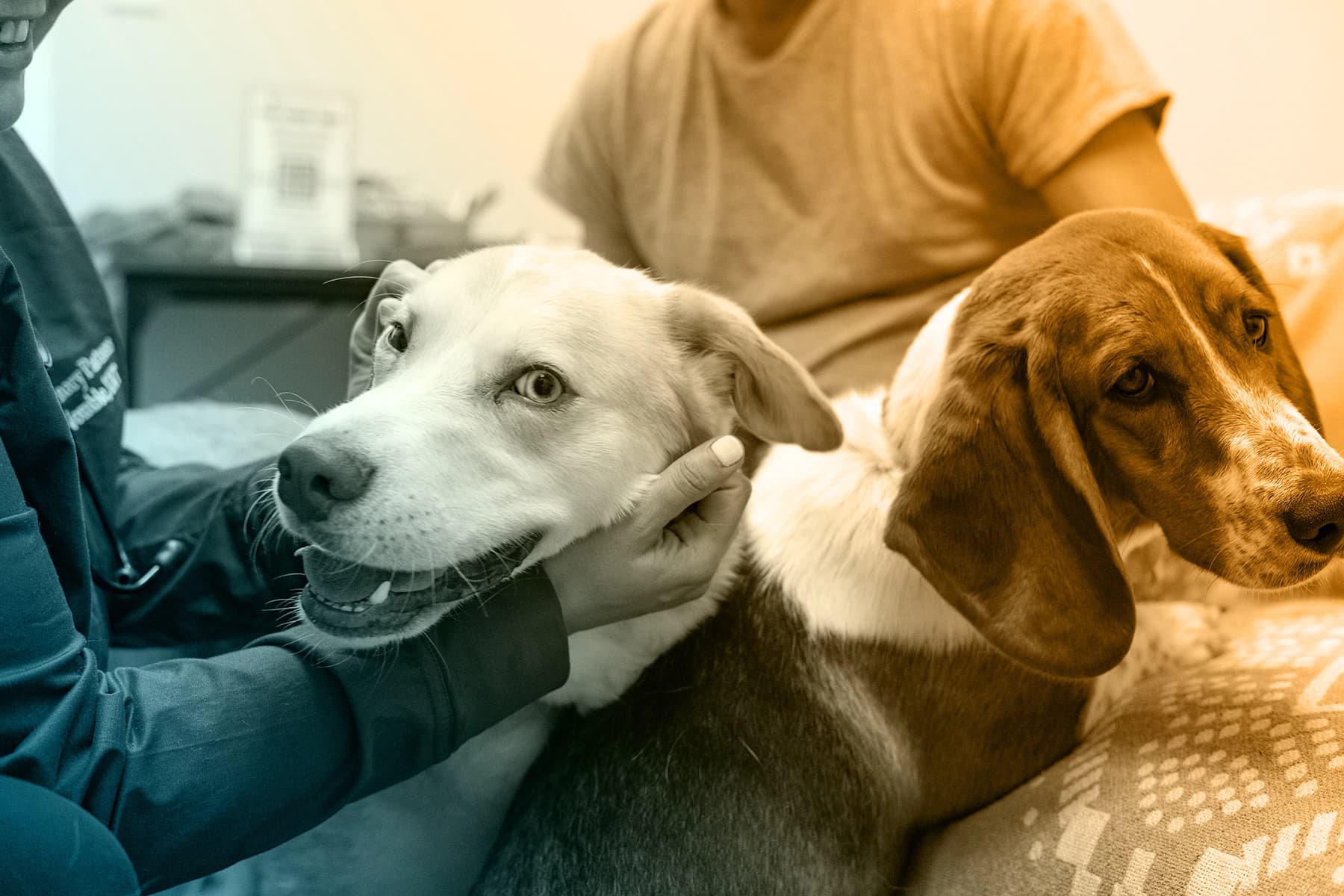 Veterinary hospital team patient care.