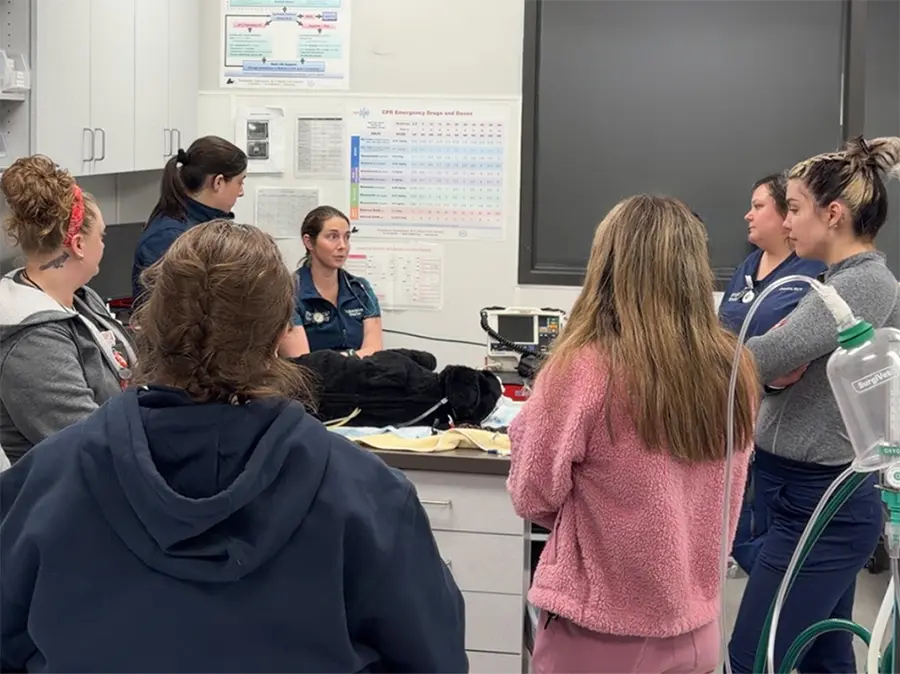 Veterinary team discussing patient care and hospital workflow.