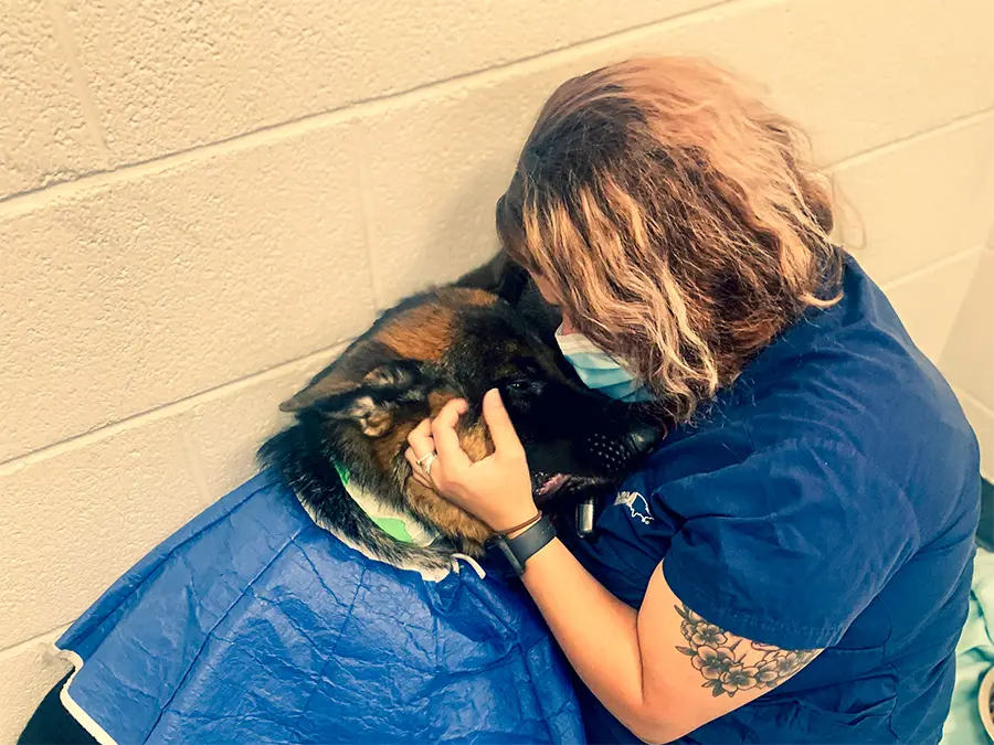 Veterinary professional supporting patient care in a clinical hospital environment.