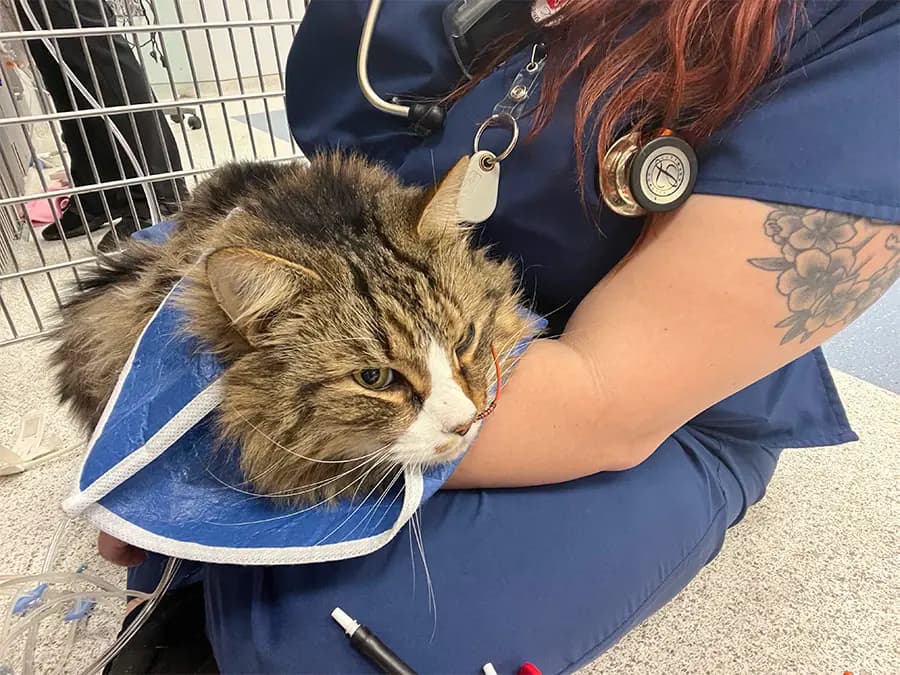 Veterinary hospital team working in a specialty or referral care environment.