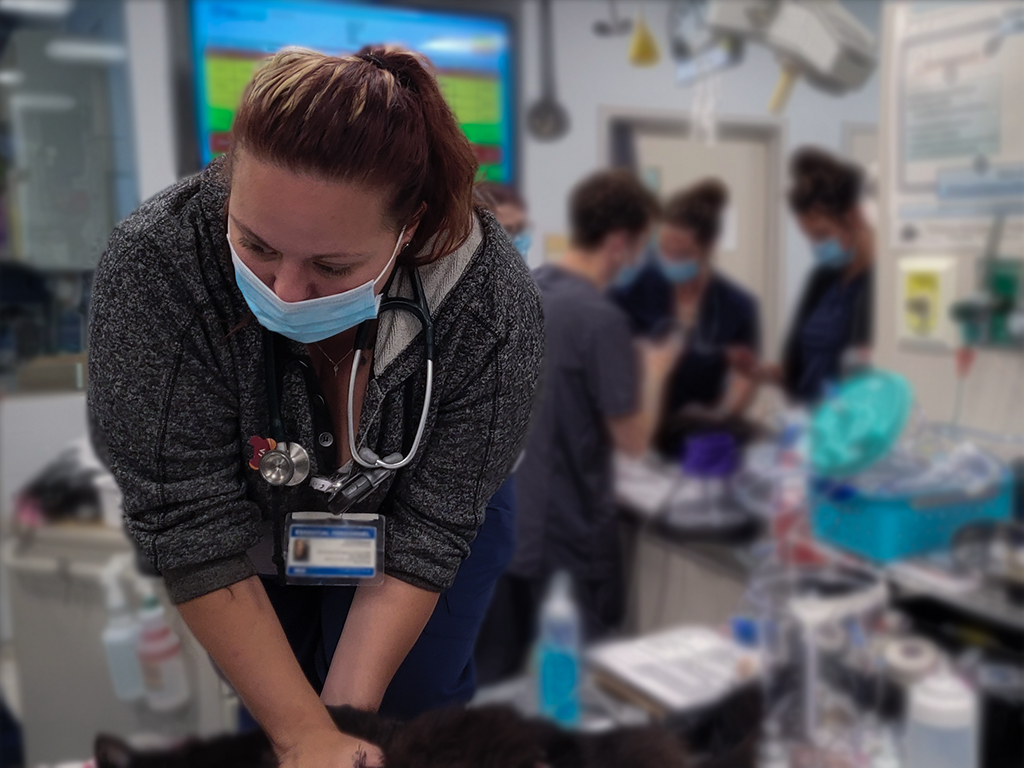 Veterinary professional in clinical setting